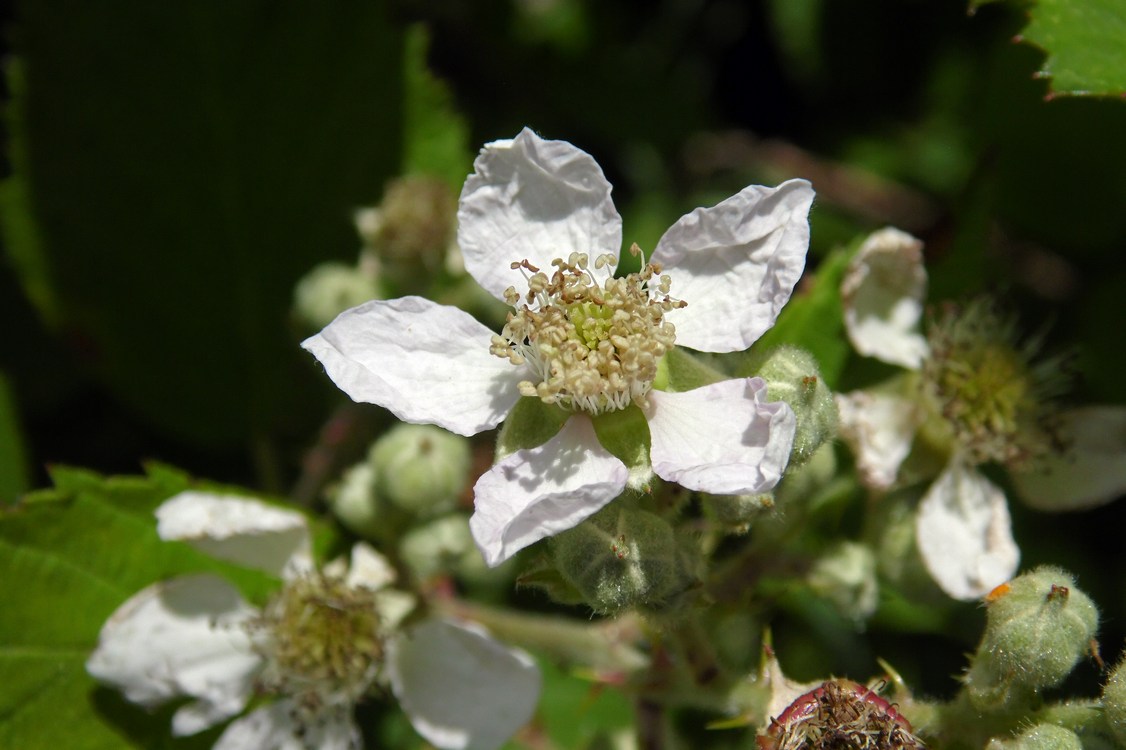 Изображение особи Rubus sanctus.