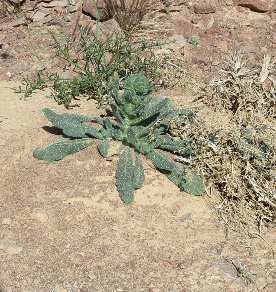 Изображение особи Echium rauwolfii.