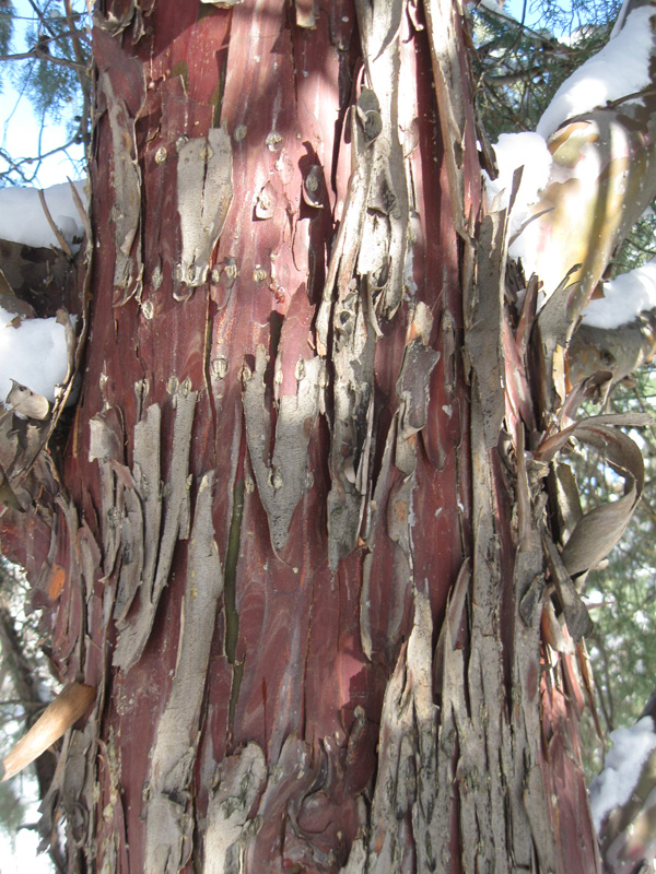 Image of Cupressus arizonica specimen.