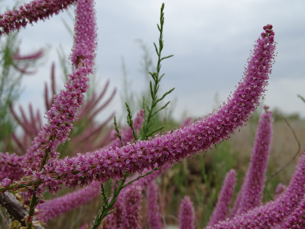 Изображение особи Tamarix elongata.