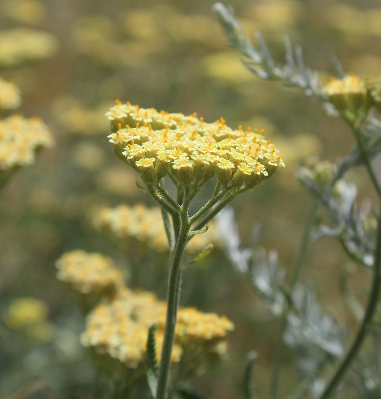 Изображение особи Achillea &times; submicrantha.