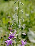 Campanula rapunculoides. Фрагмент верхней части соцветия. Белгородская обл., окр. пос. Борисовка, Острасьев яр, луг на дне балки. 06.07.2016.