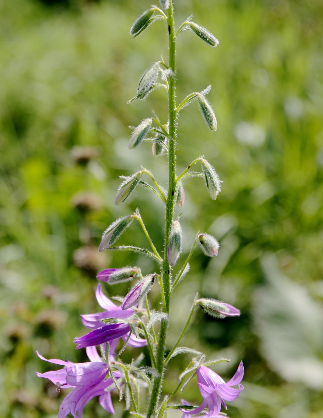 Image of Campanula rapunculoides specimen.