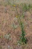 Verbascum blattaria. Цветущее растение. Крым, Керченский п-ов, Приазовье, Караларская степь. 09.06.2016.