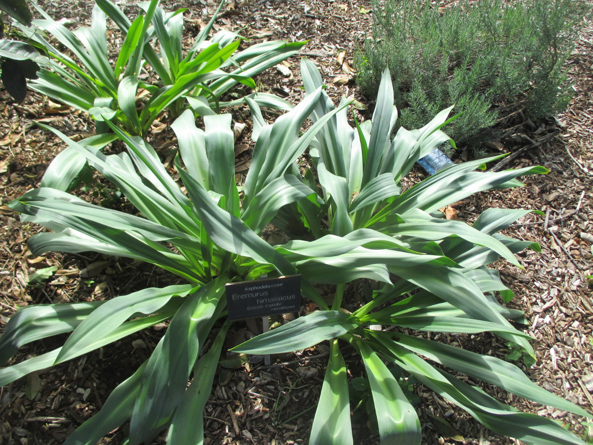 Image of Drimia maritima specimen.