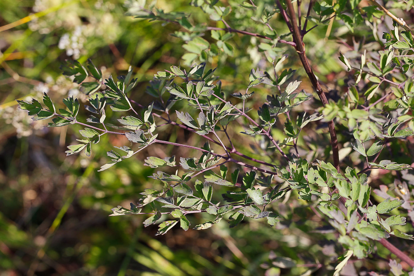 Image of Thalictrum minus specimen.