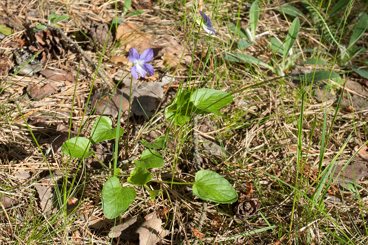 Изображение особи Viola riviniana.