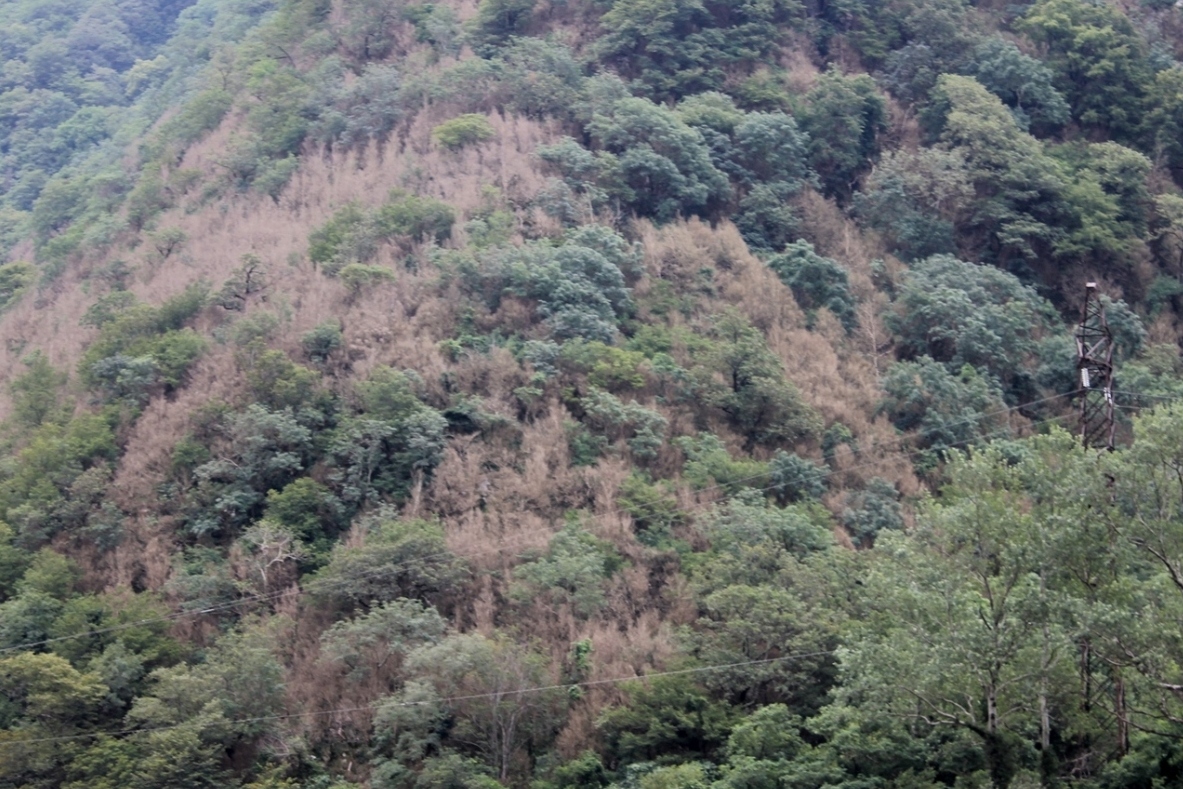 Image of Buxus colchica specimen.