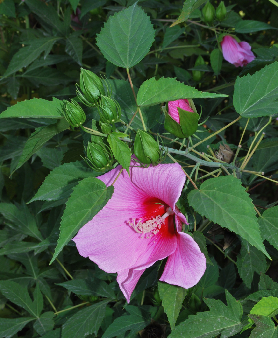 Image of Hibiscus &times; hybridus specimen.