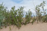 Solanum dulcamara