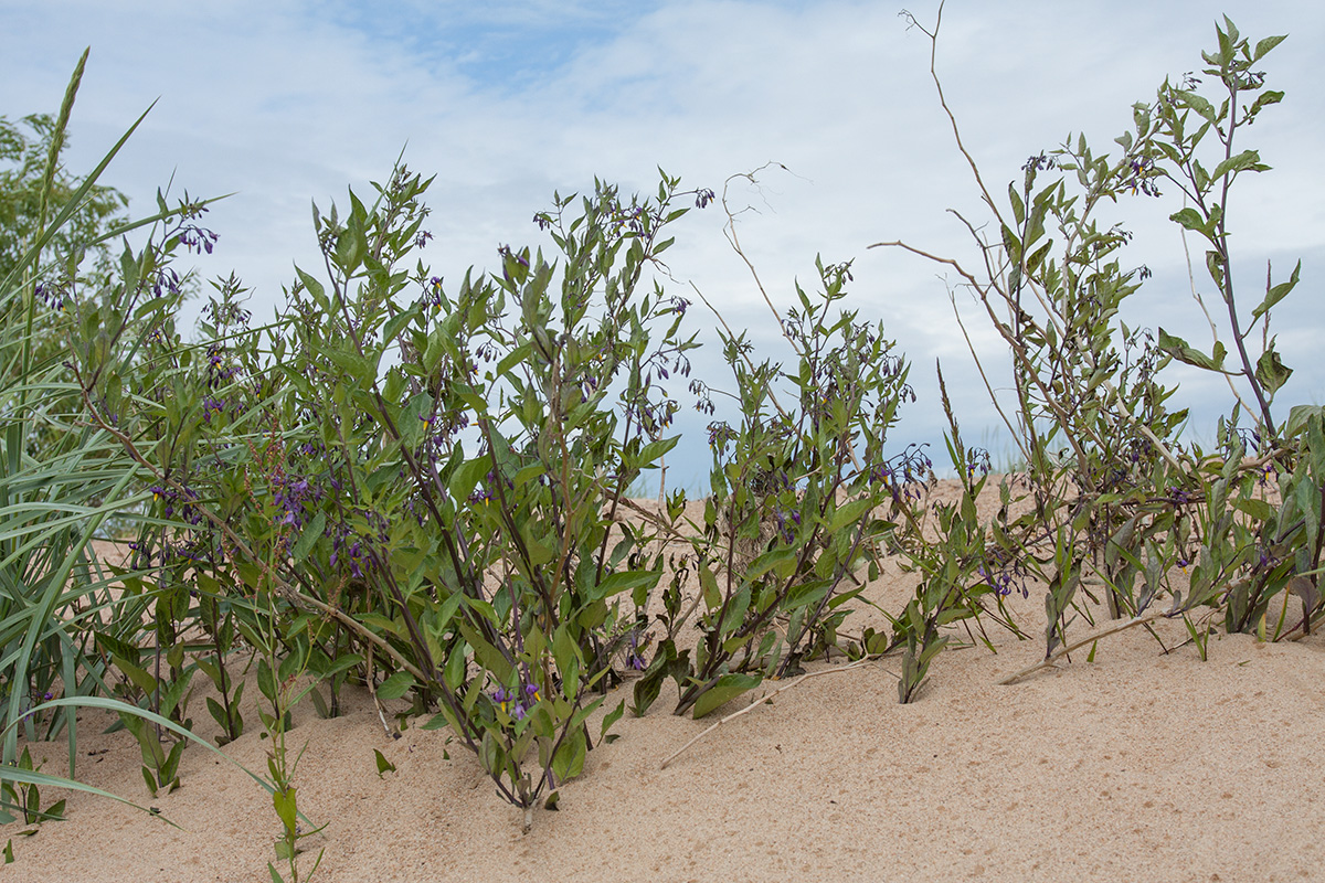 Изображение особи Solanum dulcamara.