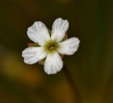 Androsace septentrionalis. Цветок. Приморский край, окр. г. Находка, обочина дороги. 04.06.2016.