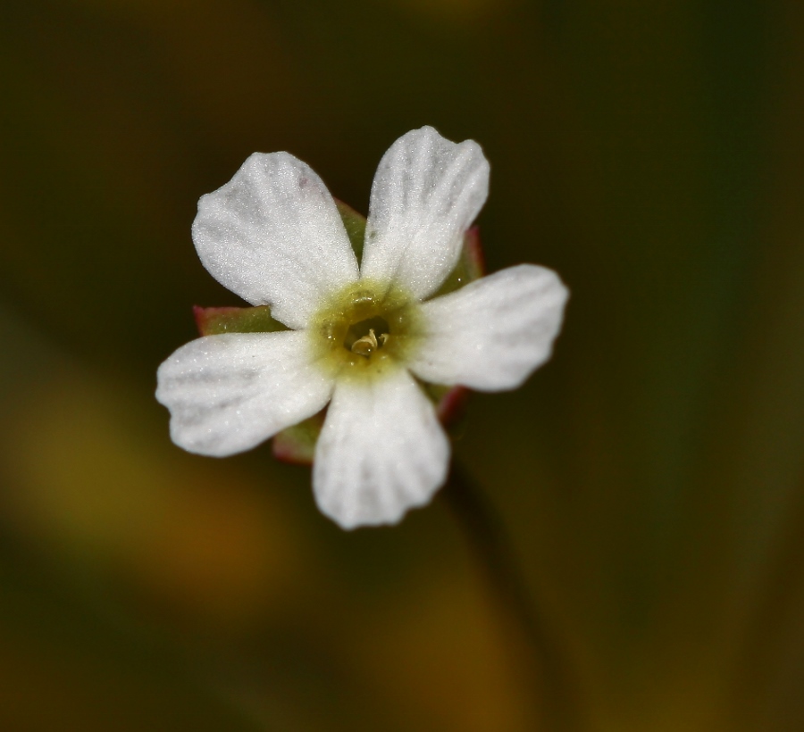 Image of Androsace septentrionalis specimen.