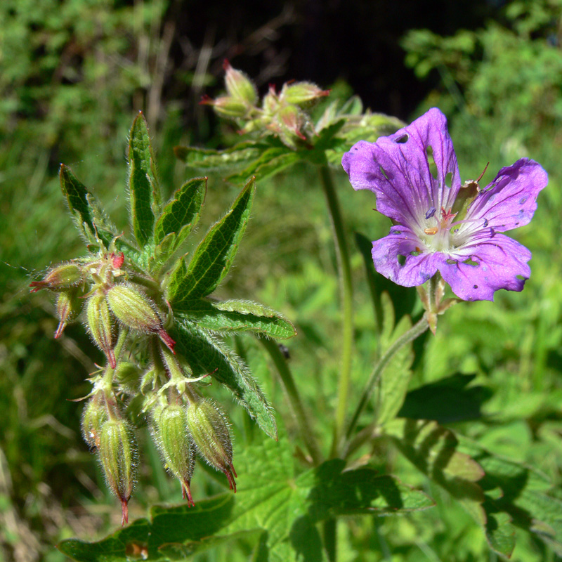 Изображение особи Geranium sylvaticum.