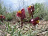 Linaria ramosa. Соцветие. Казахстан, Сев. Тянь-Шань, плато Сюгаты, щебнистый участок нагорной пустыни. 24 мая 2016 г.