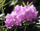 Rhododendron catawbiense. Соцветия. Санкт-Петербург, Ботанический сад БИН РАН. 10.06.2015.