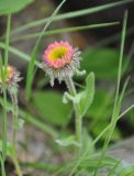 Erigeron venustus. Верхушка побега с распускающимся соцветием. Северная Осетия, Ирафский р-н, долина р. Танадон, ≈ 2300 м н.у.м., каменистый склон. 06.07.2016.