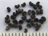 Image of taxon representative. Author is Сергей Банкетов