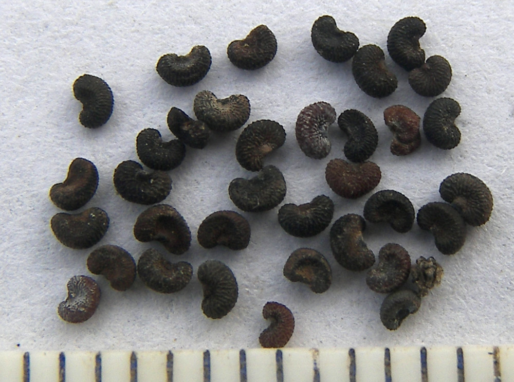 Image of Haplophyllum villosum specimen.