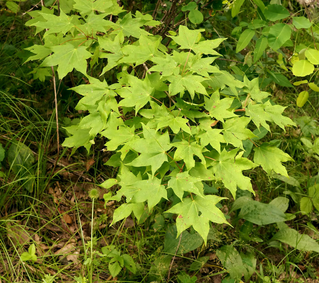 Image of Acer mono specimen.