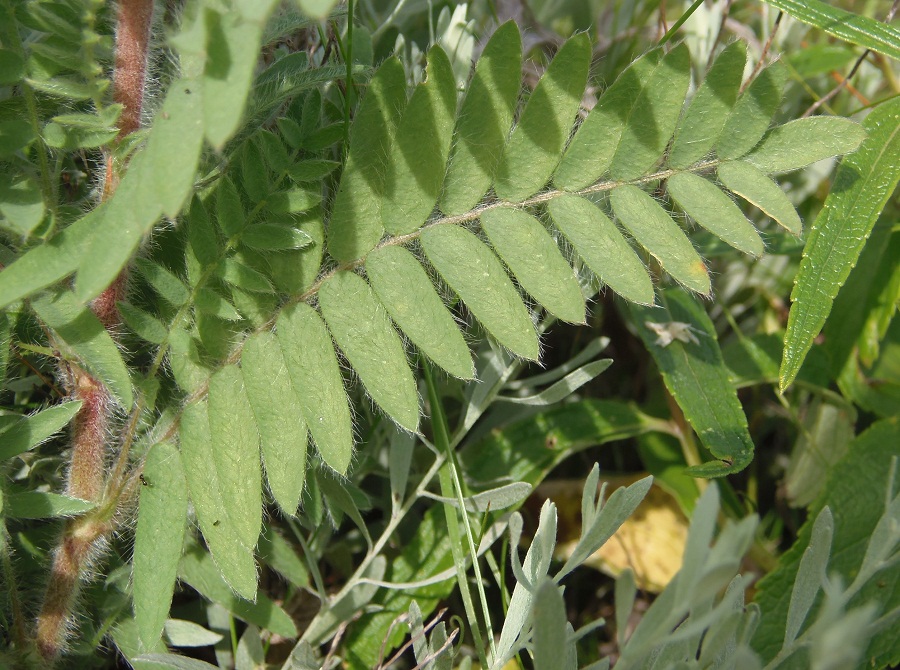 Image of Oxytropis pilosa specimen.