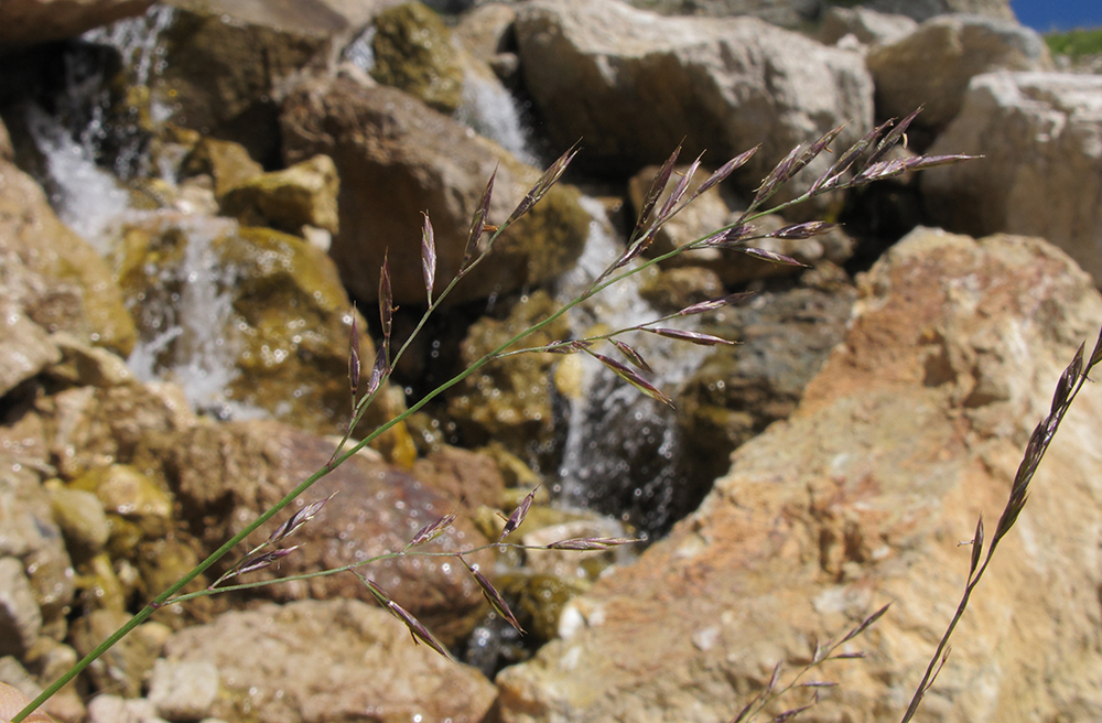 Image of genus Festuca specimen.