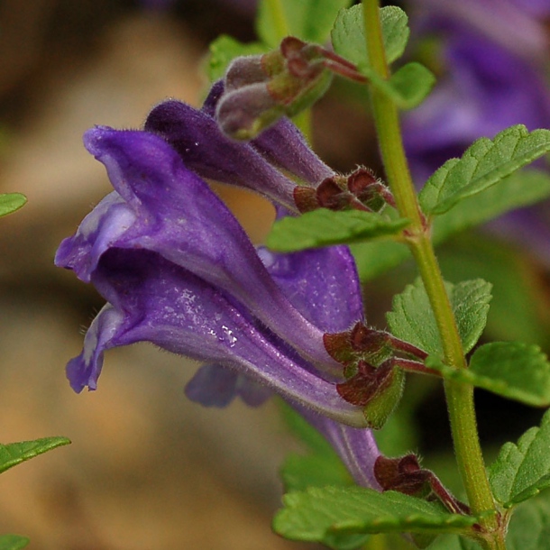 Image of Scutellaria strigillosa specimen.