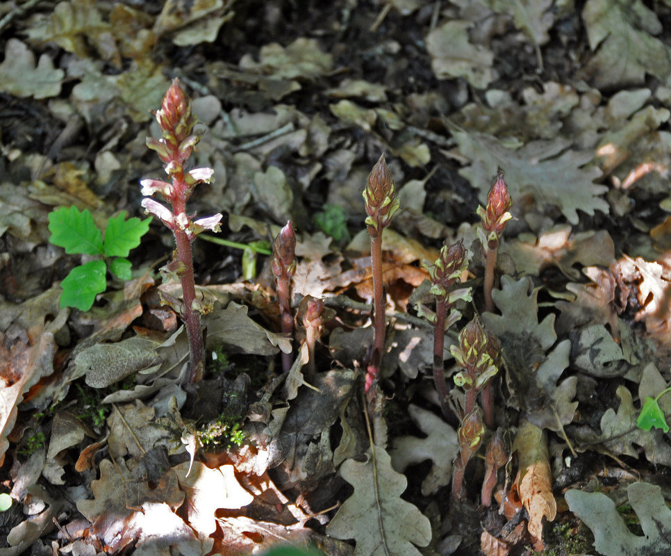 Image of Orobanche hederae specimen.