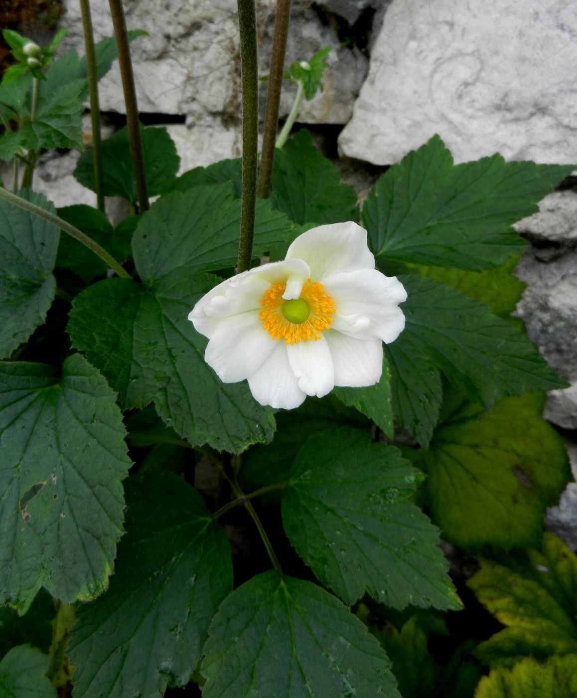 Image of Anemone hupehensis specimen.