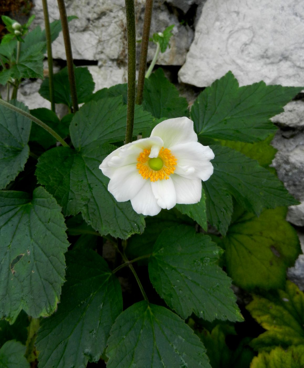 Изображение особи Anemone hupehensis.