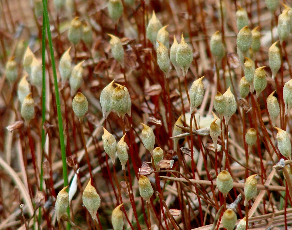 Изображение особи род Polytrichum.