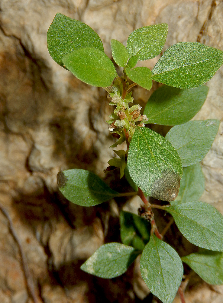 Image of Parietaria chersonensis specimen.