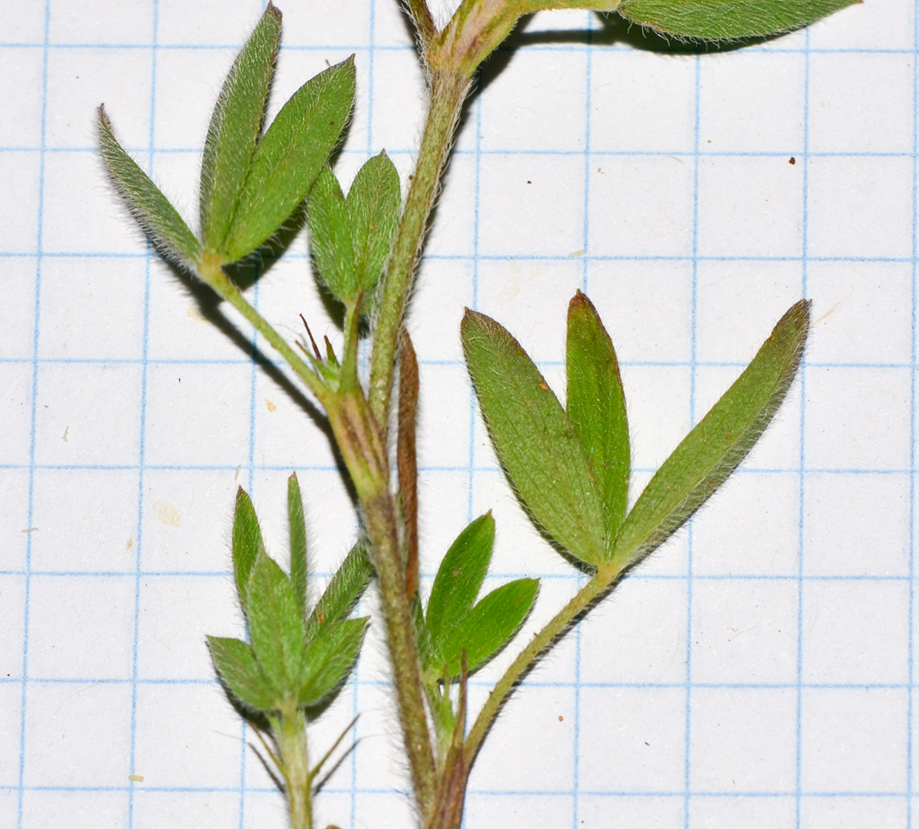 Изображение особи Trifolium prophetarum.