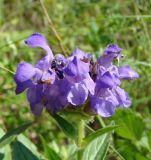 Prunella grandiflora. Цветки. Ульяновская обл., Карсунский р-н, окр. с. Теньковка, гряда мергелисто-меловых склонов к р. Урень и её правому притоку к северу и востоку от села. 7 июля 2015 г.