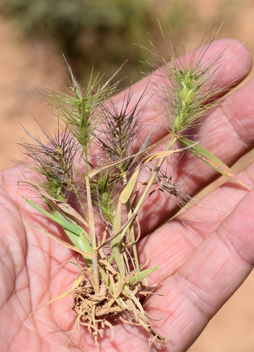 Image of Heteranthelium piliferum specimen.