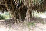 Pandanus tectorius