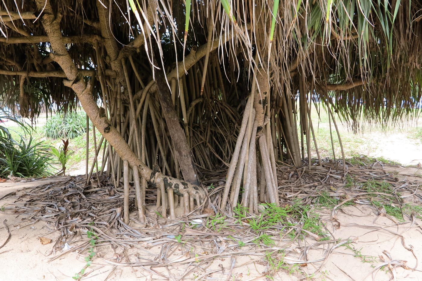 Изображение особи Pandanus tectorius.