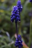 Muscari neglectum. Верхушка растения с соцветием. Испания, автономное сообщество Каталония, провинция Жирона, комарка Баш Эмпорда, муниципалитет Калонже, естественная кустарниковая полоса между пашен. 24.02.2017.