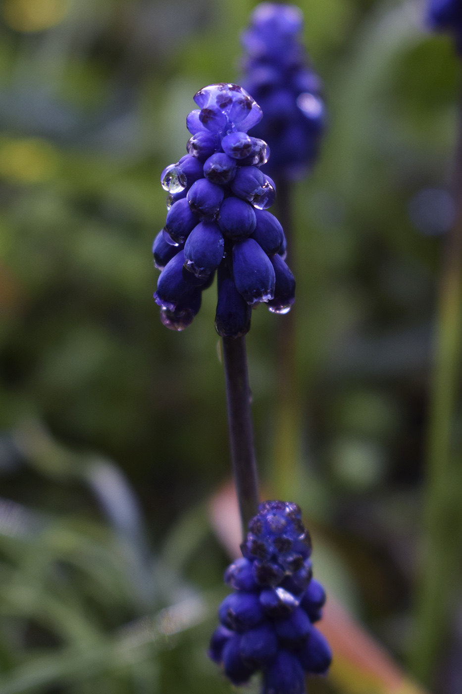 Изображение особи Muscari neglectum.