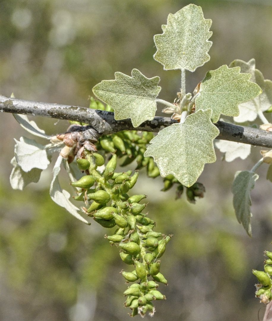 Image of Populus alba specimen.