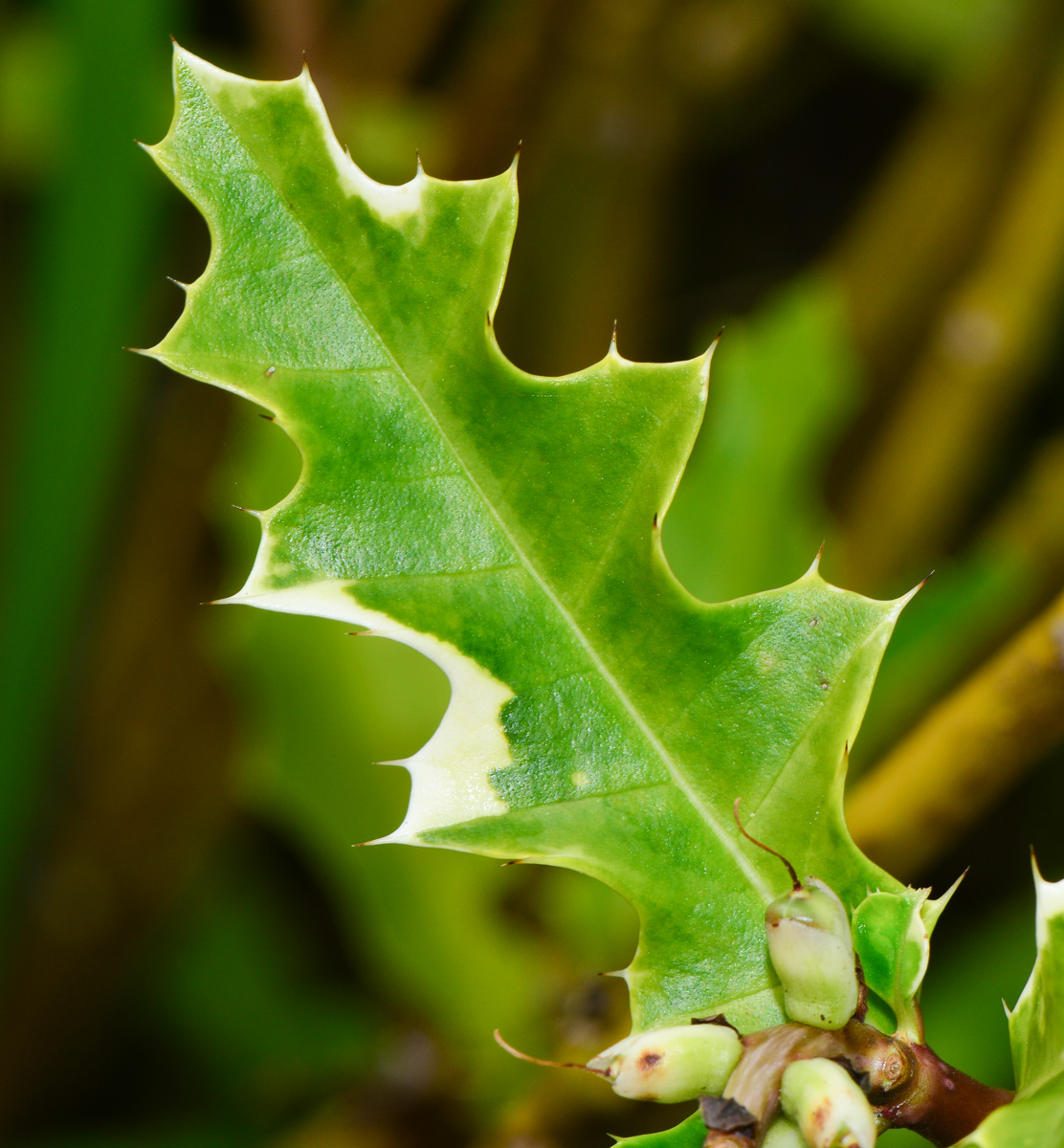 Изображение особи Acanthus ilicifolius.