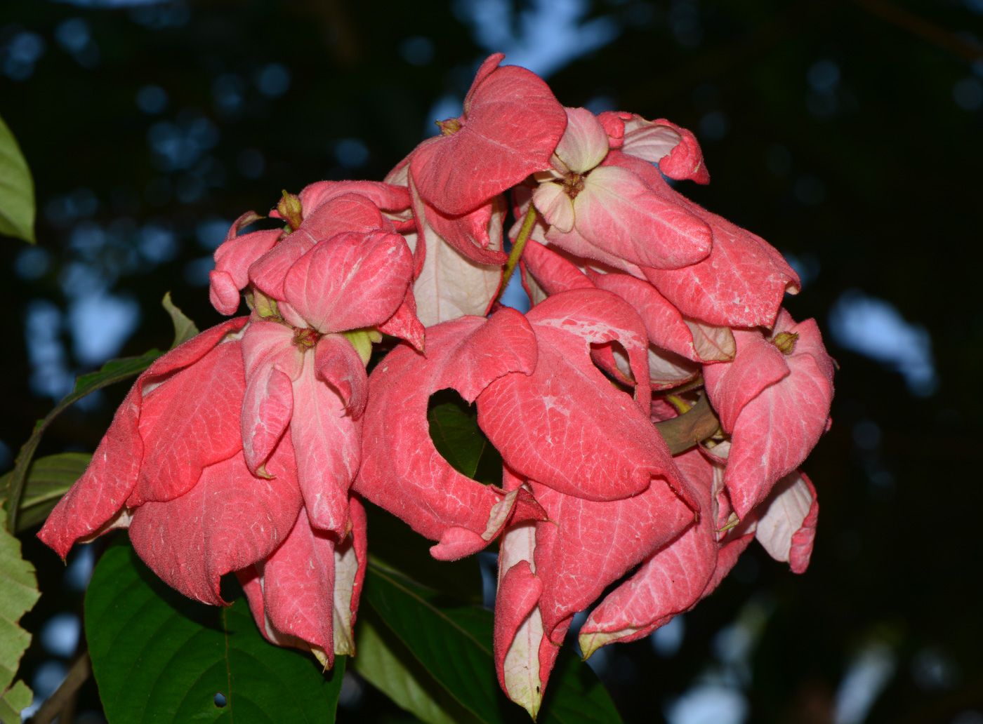 Изображение особи Mussaenda philippica.