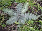 Cirsium vulgare. Вегетирующее растение. Беларусь, г. Минск, придомовая территория. 25.04.2017.