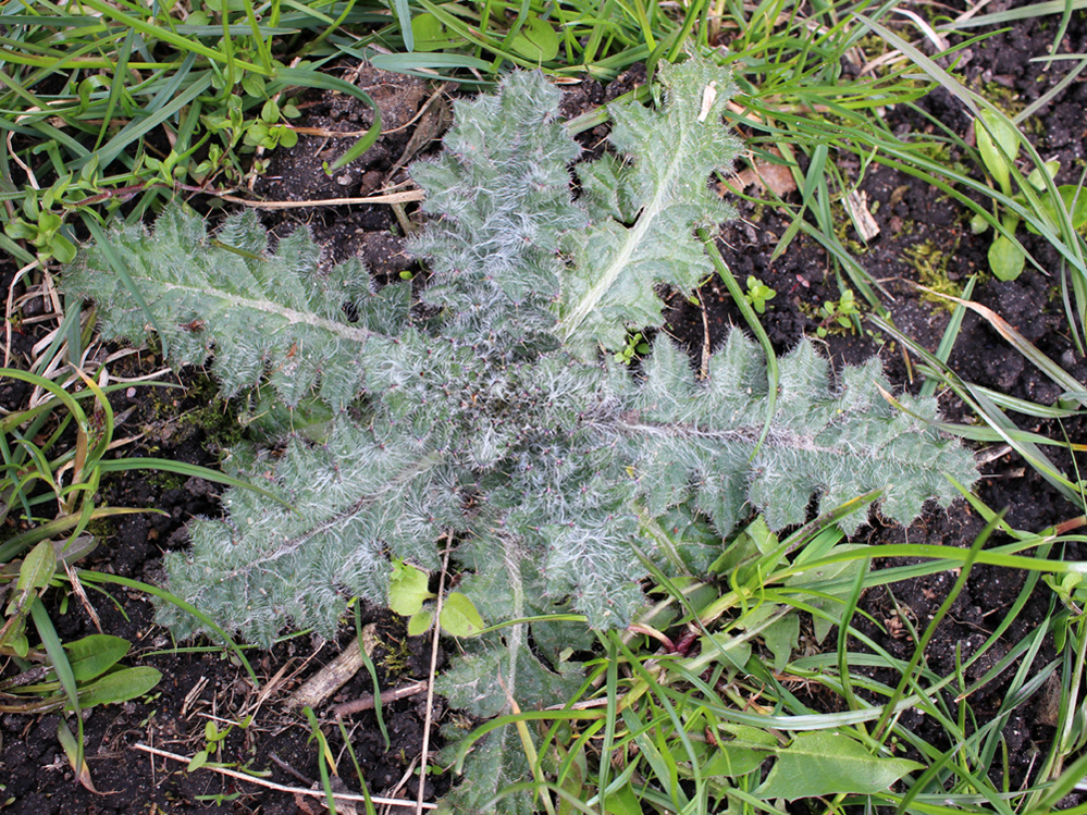 Изображение особи Cirsium vulgare.