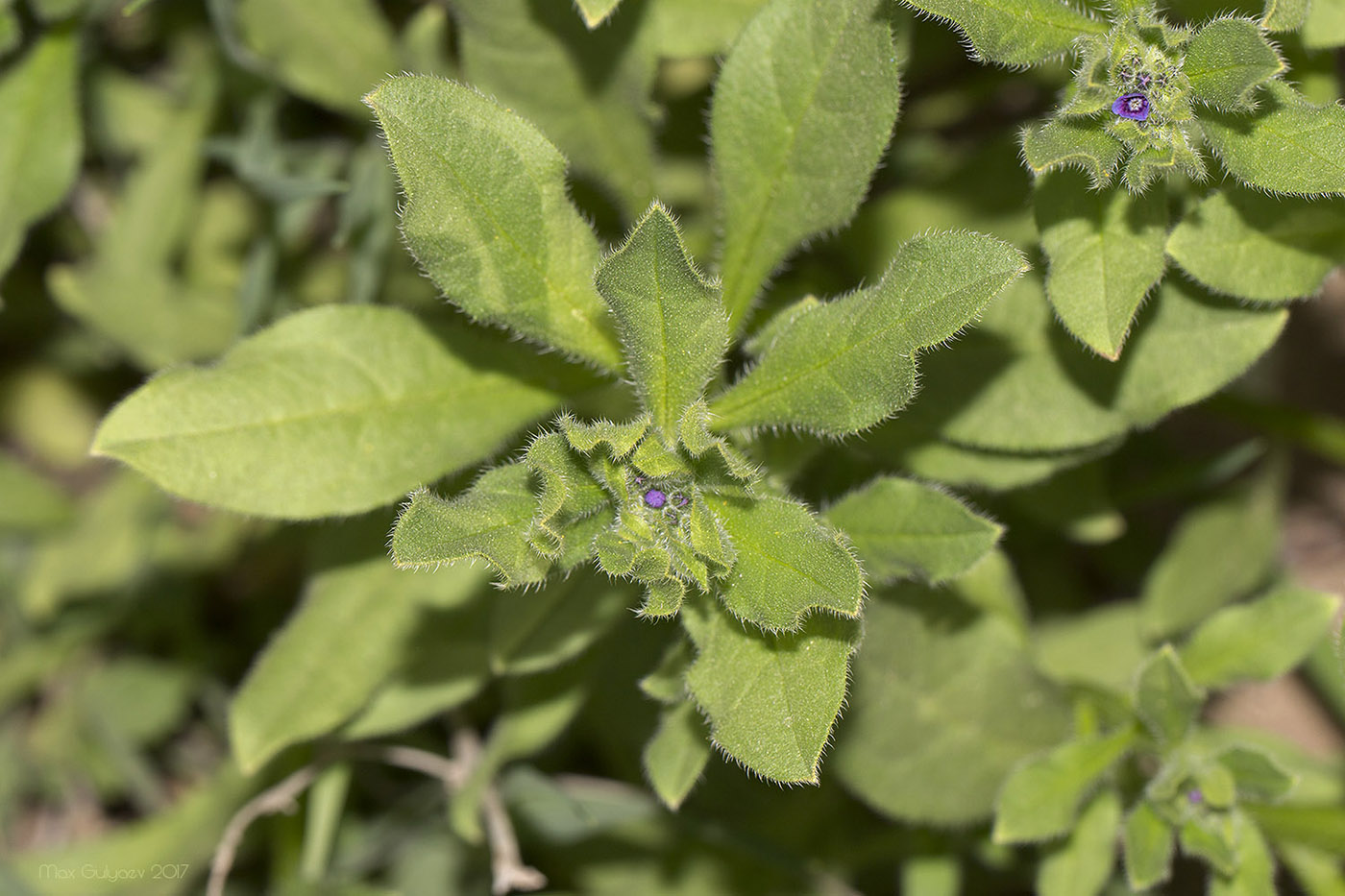 Image of Asperugo procumbens specimen.