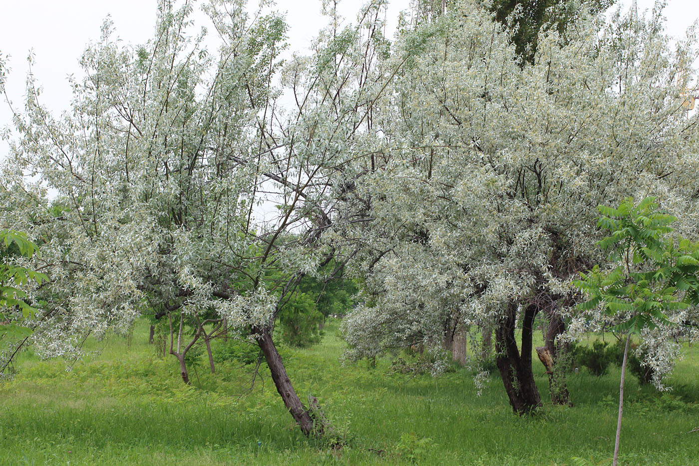 Изображение особи Elaeagnus orientalis.