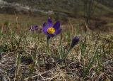 Pulsatilla patens