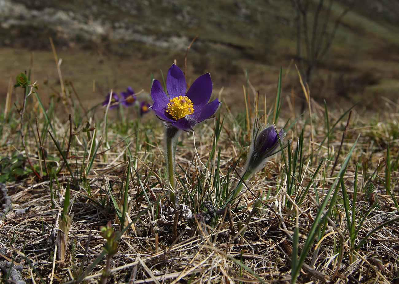 Image of Pulsatilla patens specimen.