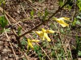 род Forsythia