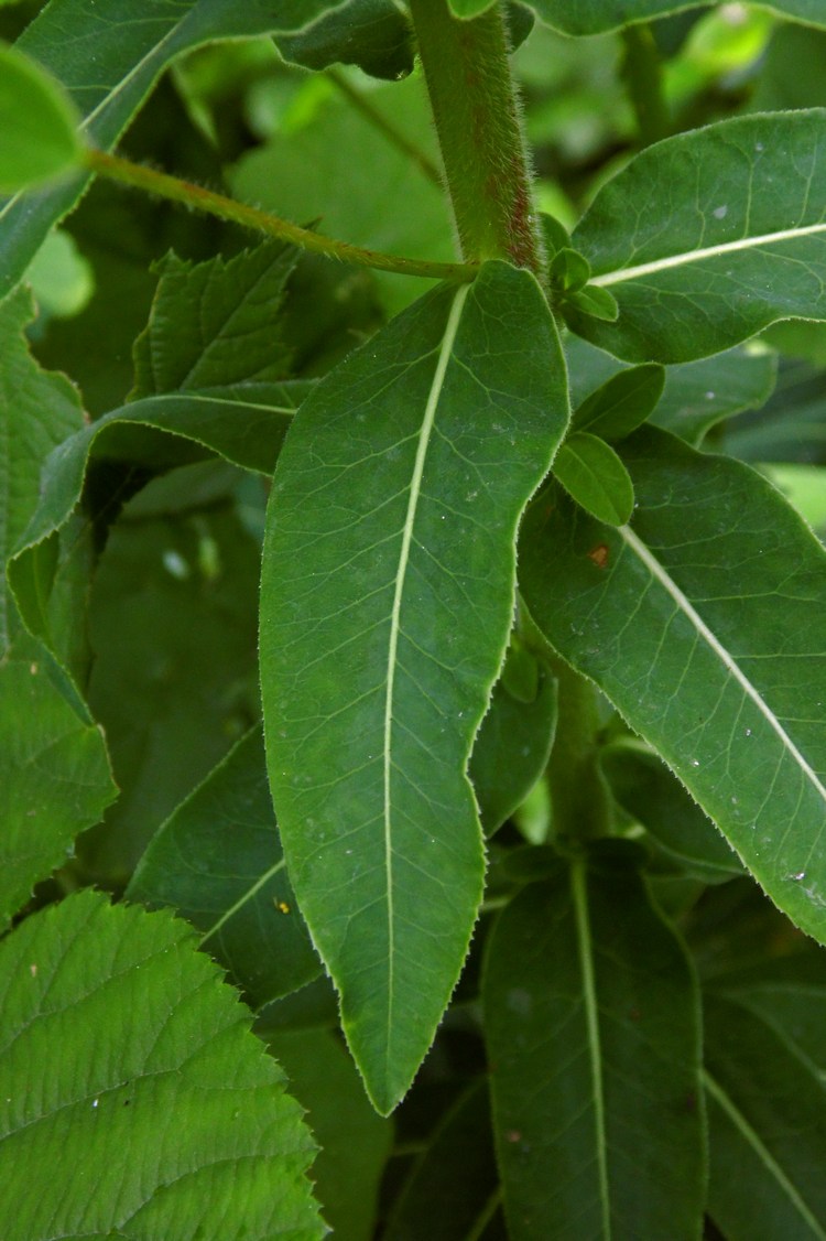 Image of Euphorbia procera specimen.